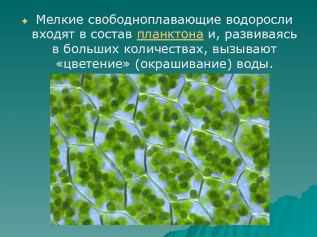 Мелкие свободноплавающие водоросли входят в состав планктона и, развиваясь в больших количествах, вызывают «цветение» (окрашивание) воды.