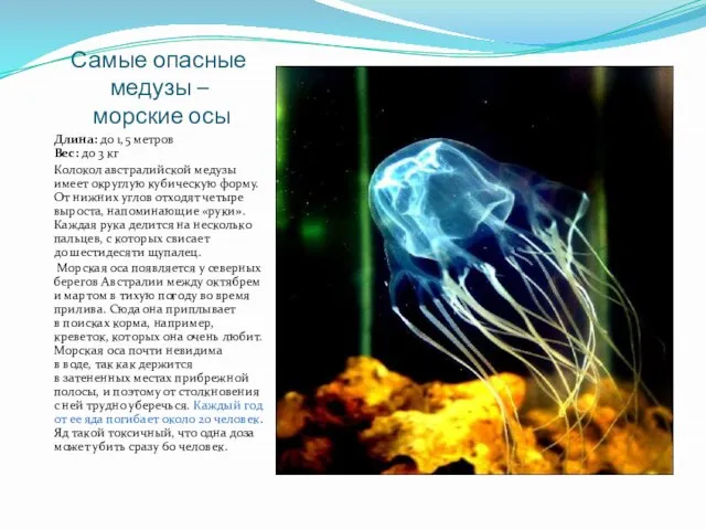 Самые опасные медузы – морские осы Длина: до 1,5 метров Вес: до