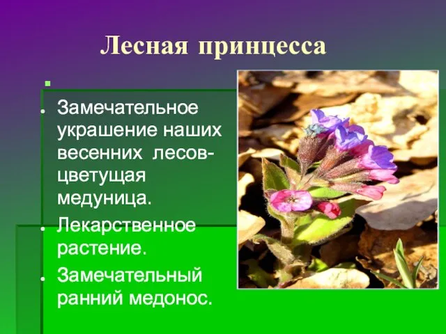 Лесная принцесса Замечательное украшение наших весенних лесов- цветущая медуница. Лекарственное растение. Замечательный