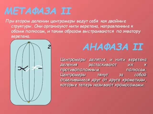 МЕТАФАЗА II При втором делении центромеры ведут себя как двойные структуры. Они