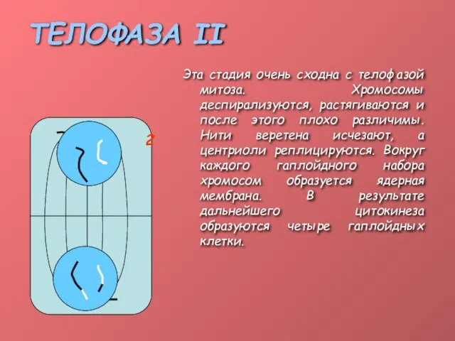 ТЕЛОФАЗА II Эта стадия очень сходна с телофазой митоза. Хромосомы деспирализуются, растягиваются