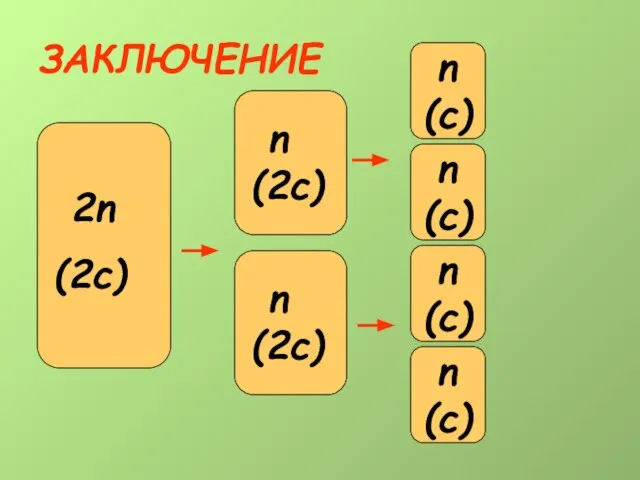 ЗАКЛЮЧЕНИЕ 2n (2c) n (2c) 2n (2c) n (2c) n (c) n