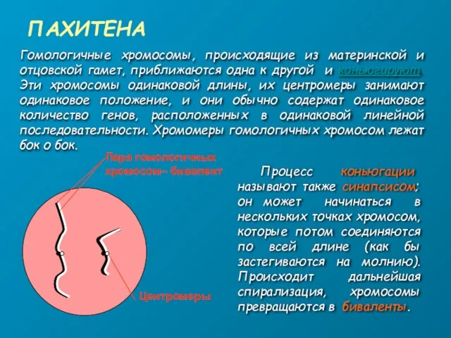 ПАХИТЕНА Пара гомологичных хромосом– бивалент Центромеры Гомологичные хромосомы, происходящие из материнской и