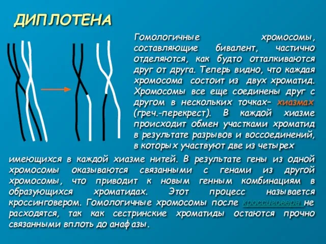 ДИПЛОТЕНА Гомологичные хромосомы, составляющие бивалент, частично отделяются, как будто отталкиваются друг от