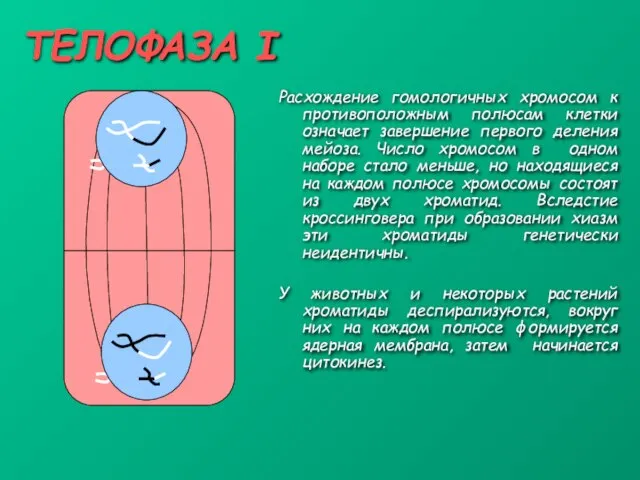 ТЕЛОФАЗА I Расхождение гомологичных хромосом к противоположным полюсам клетки означает завершение первого