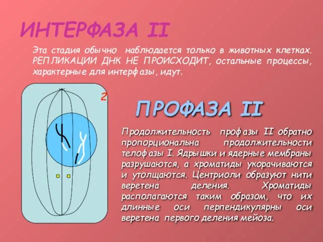 ИНТЕРФАЗА II Эта стадия обычно наблюдается только в животных клетках. РЕПЛИКАЦИИ ДНК