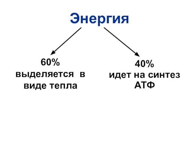 Энергия 60% выделяется в виде тепла 40% идет на синтез АТФ