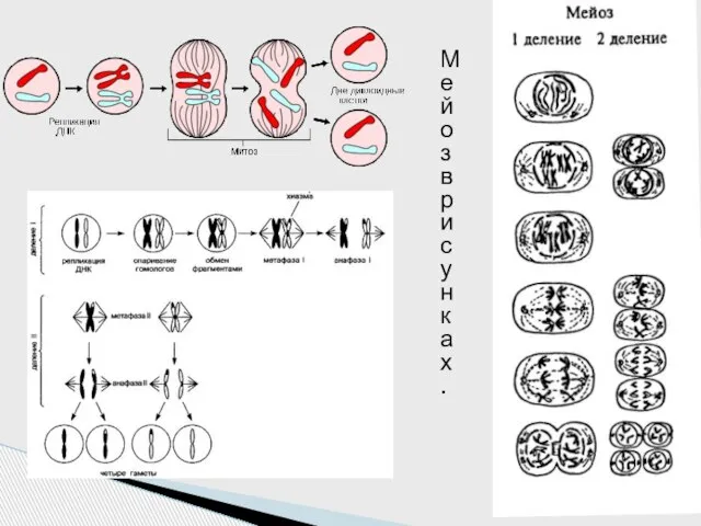 Мейоз в рисунках.
