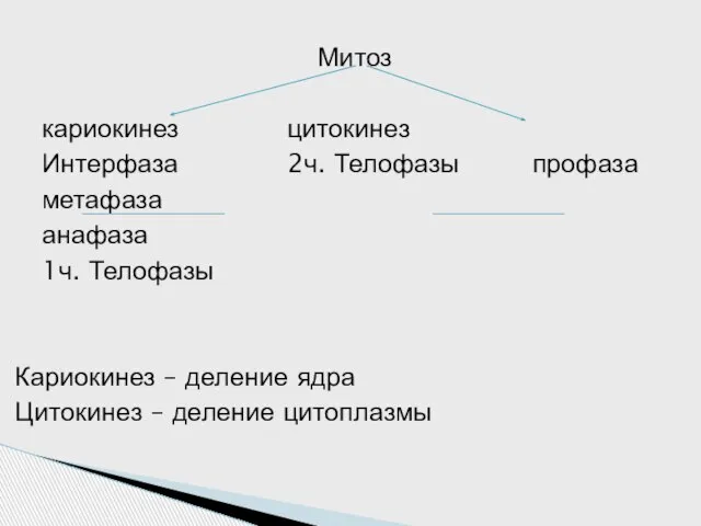 Митоз кариокинез цитокинез Интерфаза 2ч. Телофазы профаза метафаза анафаза 1ч. Телофазы Кариокинез