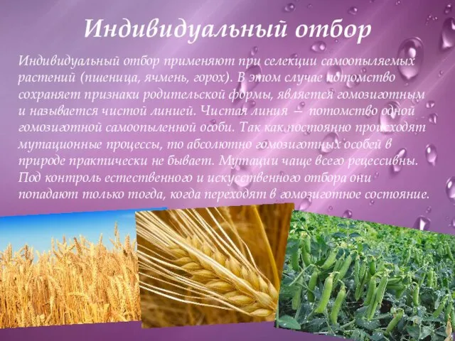 Индивидуальный отбор Индивидуальный отбор применяют при селекции самоопыляемых растений (пшеница, ячмень, горох).