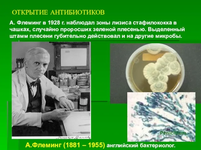 ОТКРЫТИЕ АНТИБИОТИКОВ А. Флеминг в 1928 г. наблюдал зоны лизиса стафилококка в