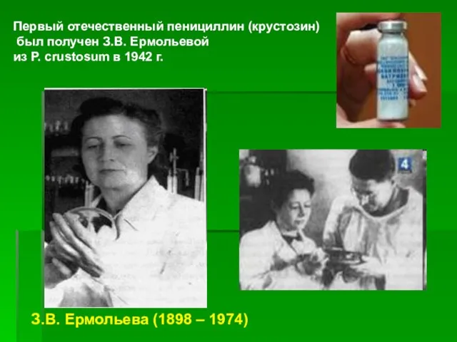 Первый отечественный пенициллин (крустозин) был получен З.В. Ермольевой из P. crustosum в