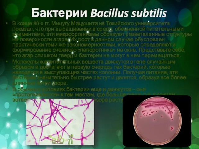 Бактерии Bacillus subtilis В конце 80-х гг. Мицугу Мацушита из Токийского университета