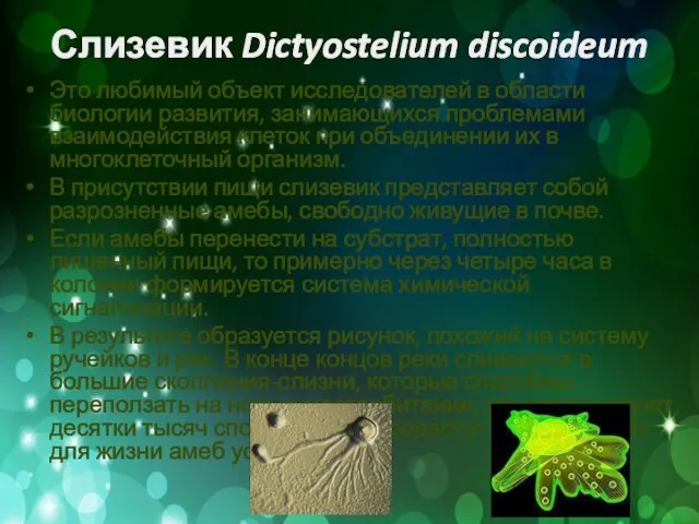 Слизевик Dictyostelium discoideum Это любимый объект исследователей в области биологии развития, занимающихся