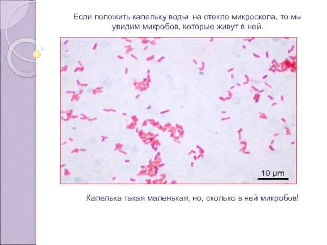 Если положить капельку воды на стекло микроскопа, то мы увидим микробов, которые