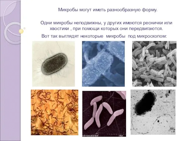 Микробы могут иметь разнообразную форму. Одни микробы неподвижны, у других имеются реснички