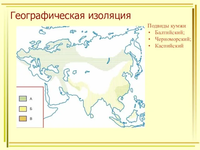 Географическая изоляция Подвиды кумжи Балтийский; Черноморский; Каспийский