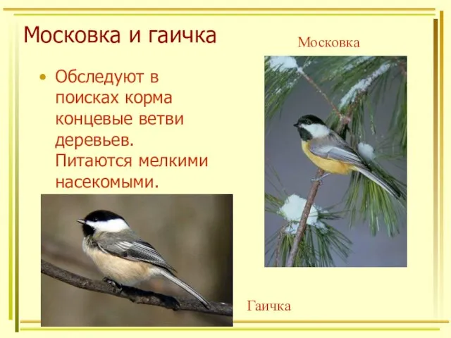 Московка и гаичка Обследуют в поисках корма концевые ветви деревьев. Питаются мелкими насекомыми. Московка Гаичка