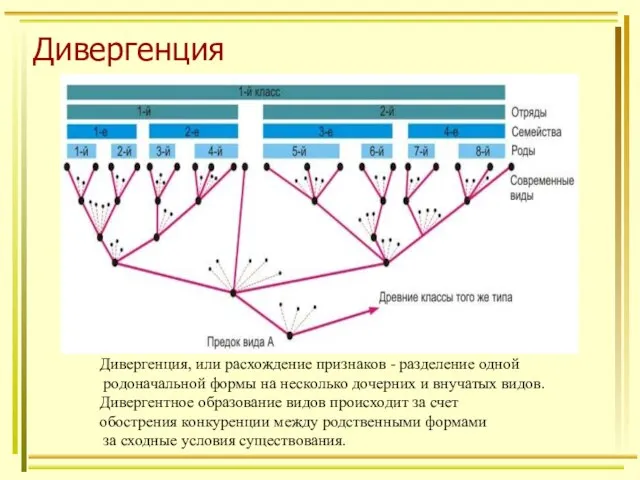 Дивергенция Дивергенция, или расхождение признаков - разделение одной родоначальной формы на несколько