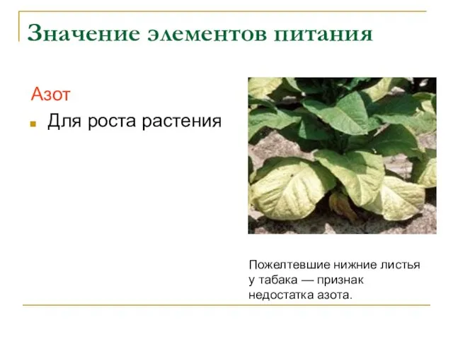 Значение элементов питания Азот Для роста растения Пожелтевшие нижние листья у табака — признак недостатка азота.