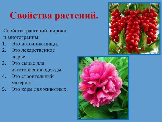 Свойства растений. Свойства растений широки и многогранны: Это источник пищи. Это лекарственное