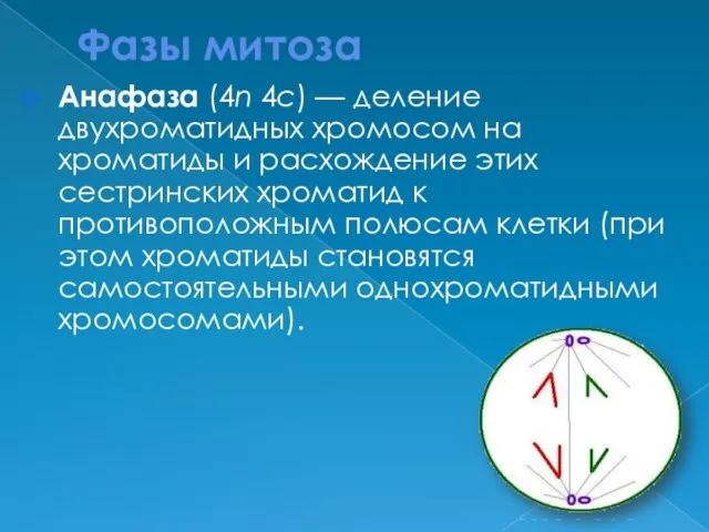 Фазы митоза Анафаза (4n 4c) — деление двухроматидных хромосом на хроматиды и