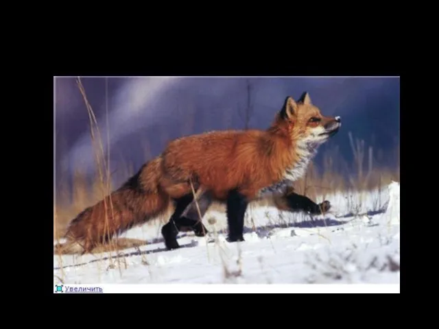 A fox