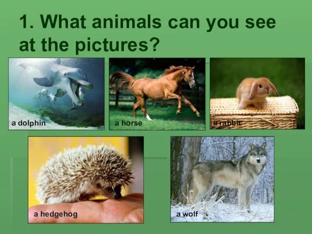 1. What animals can you see at the pictures? a dolphin a