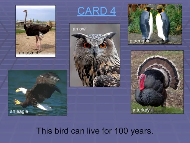 CARD 4 This bird can live for 100 years. an ostrich an