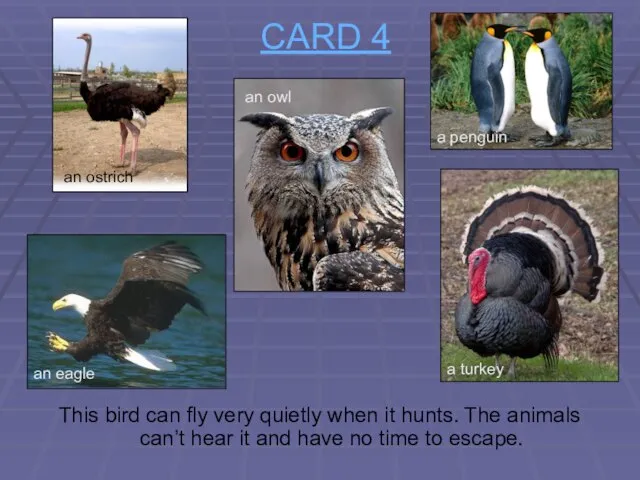 CARD 4 This bird can fly very quietly when it hunts. The