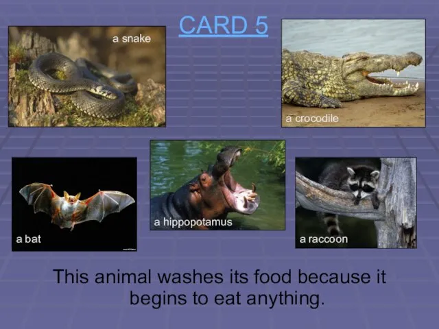 CARD 5 This animal washes its food because it begins to eat