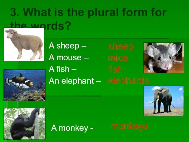3. What is the plural form for the words? A sheep –