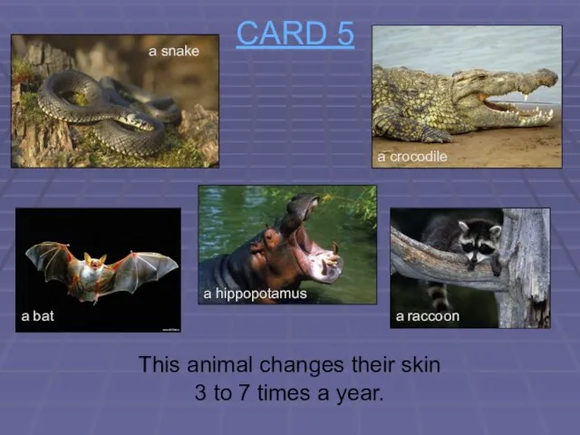 CARD 5 This animal changes their skin 3 to 7 times a