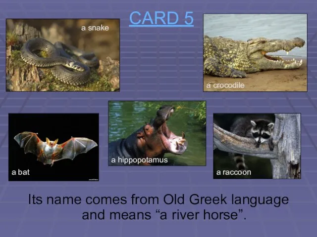 CARD 5 Its name comes from Old Greek language and means “a