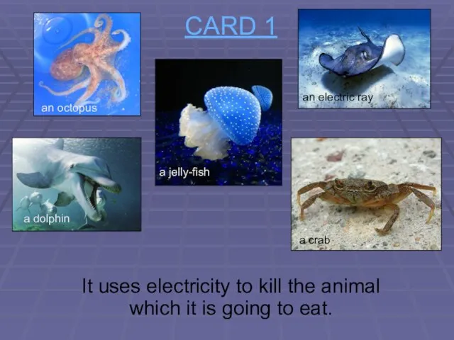 CARD 1 It uses electricity to kill the animal which it is