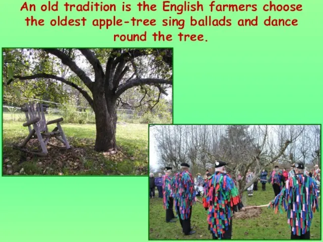 An old tradition is the English farmers choose the oldest apple-tree sing