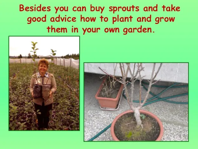 Besides you can buy sprouts and take good advice how to plant