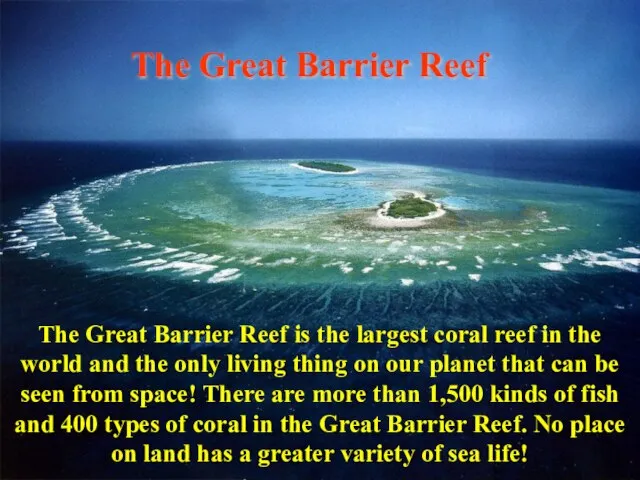 The Great Barrier Reef The Great Barrier Reef is the largest coral
