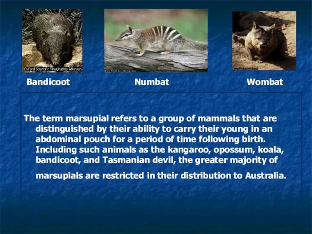 The term marsupial refers to a group of mammals that are distinguished