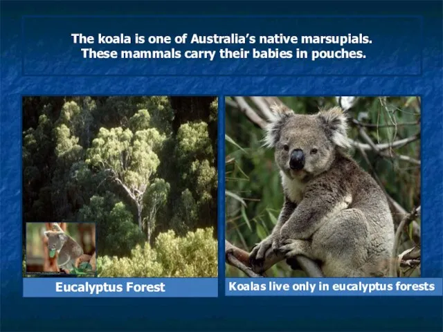 Eucalyptus Forest The koala is one of Australia’s native marsupials. These mammals