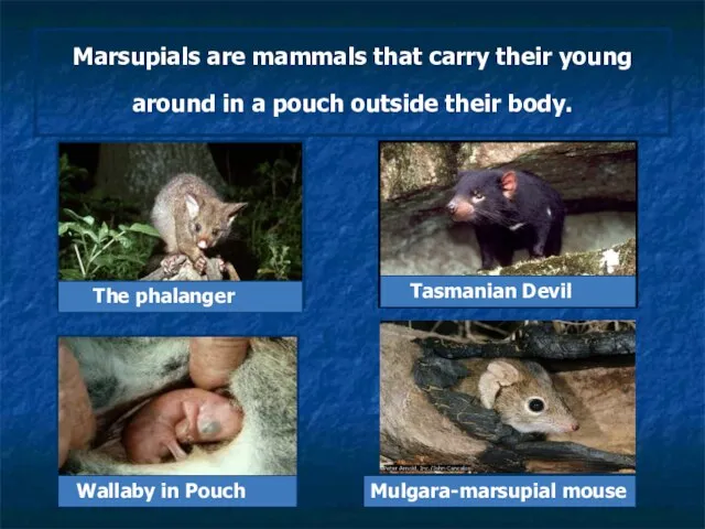 Marsupials are mammals that carry their young around in a pouch outside
