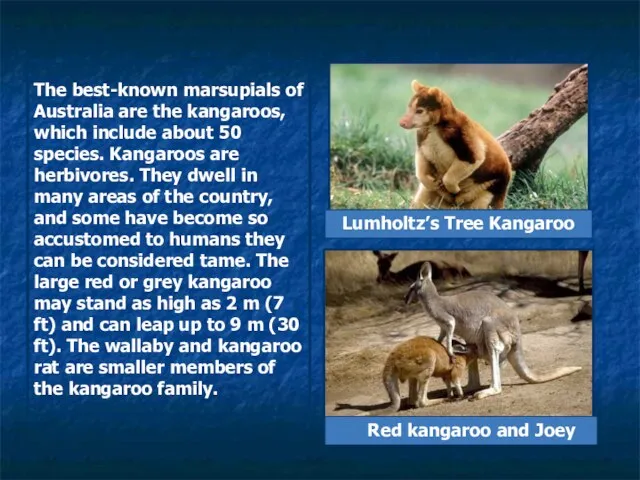 The best-known marsupials of Australia are the kangaroos, which include about 50