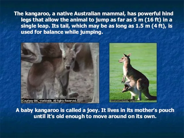 A baby kangaroo is called a joey. It lives in its mother’s