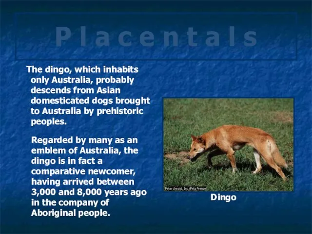 P l a c e n t a l s The dingo,