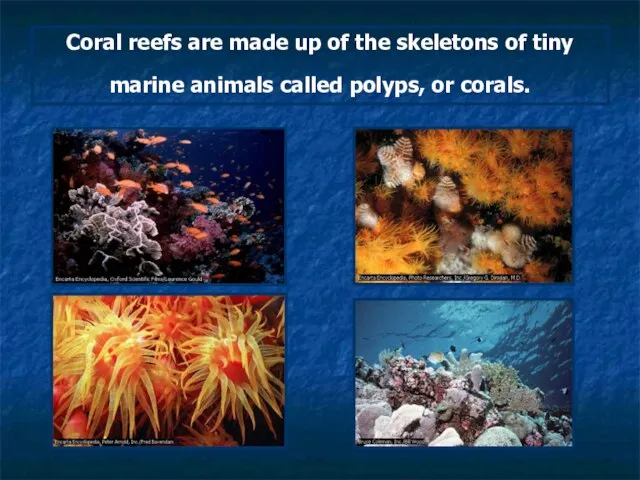 Coral reefs are made up of the skeletons of tiny marine animals called polyps, or corals.