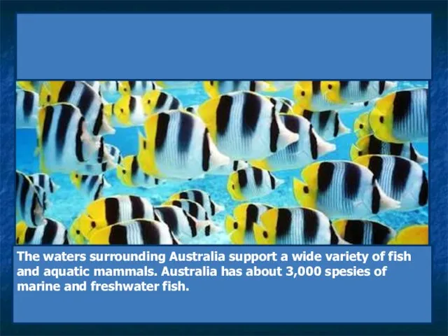 Fish & Sea Animals The waters surrounding Australia support a wide variety