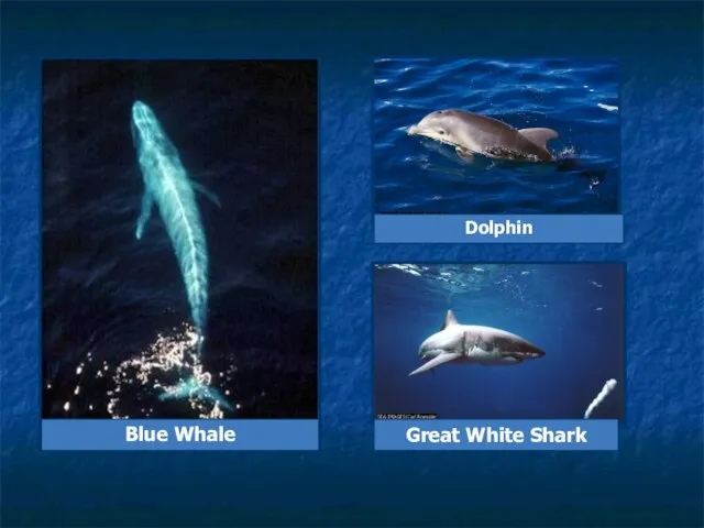 Great White Shark Dolphin Blue Whale