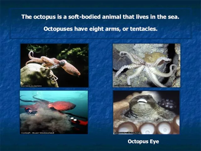The octopus is a soft-bodied animal that lives in the sea. Octopuses