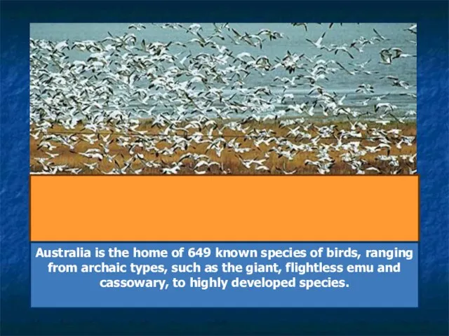 B i r d s Australia is the home of 649 known