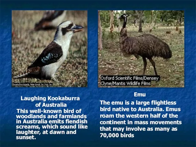 Laughing Kookaburra of Australia This well-known bird of woodlands and farmlands in
